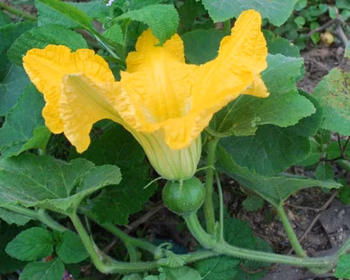 Hoa vườn nhà: Dân dã mà hữu dụng