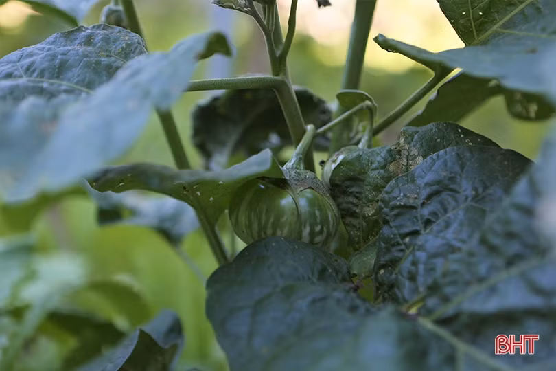 Bỏ nghề phụ hồ, đầu tư làm vườn mẫu xanh tốt quanh năm