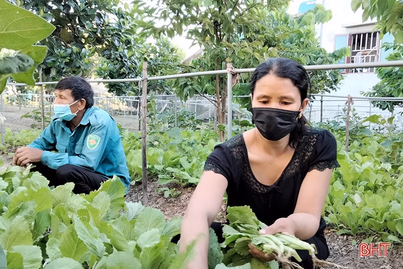 Bỏ nghề phụ hồ, đầu tư làm vườn mẫu xanh tốt quanh năm