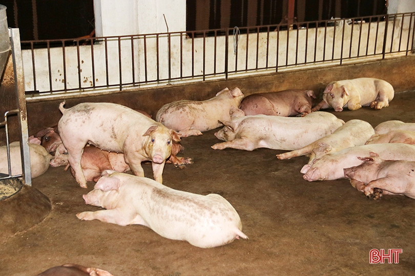 Nhân rộng các mô hình kinh tế vườn hộ gắn với chính sách ưu đãi phù hợp ở TX Kỳ Anh