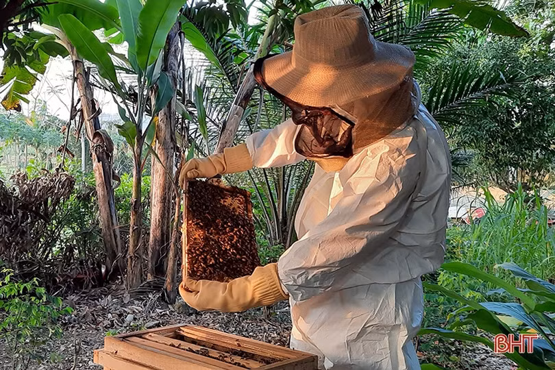 Hành trình xây dựng thương hiệu mật ong Hương Sơn ở Hà Tĩnh
