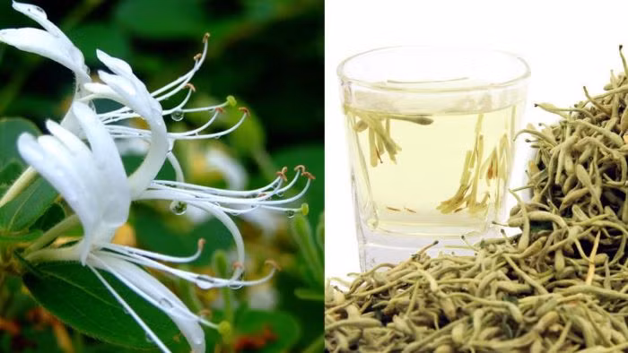 4 vị thuốc thanh nhiệt giải độc hỗ trợ điều trị COVID-19