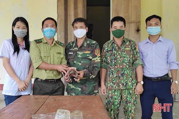 Vườn Quốc gia Vũ Quang tiếp nhận cá thể rùa Sa Nhân quý hiếm