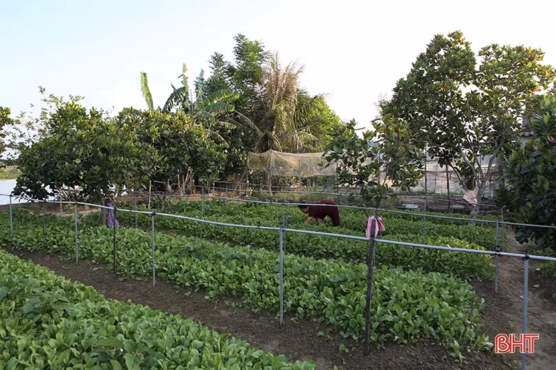 Bỏ nghề phụ hồ, đầu tư làm vườn mẫu xanh tốt quanh năm