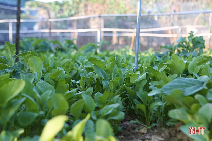 Bỏ nghề phụ hồ, đầu tư làm vườn mẫu xanh tốt quanh năm