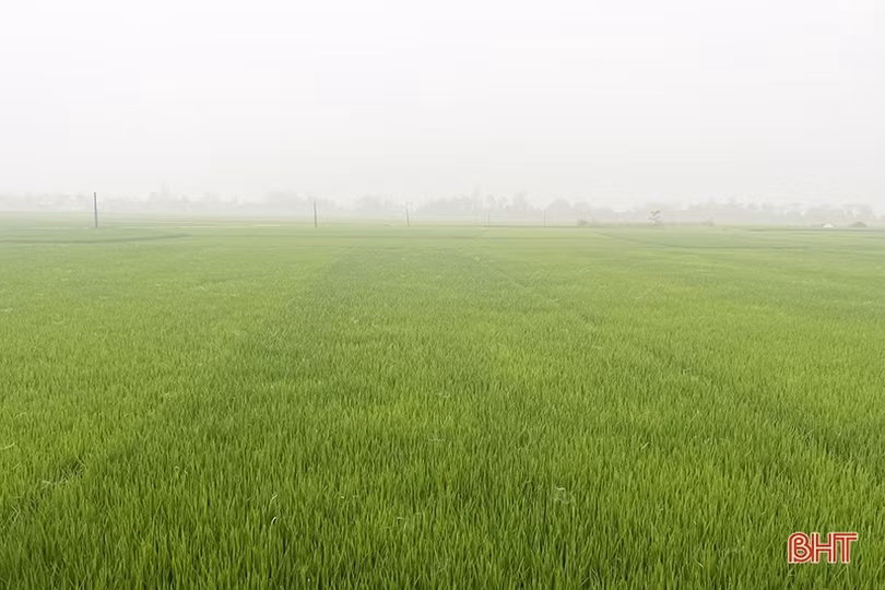 Mưa ẩm kéo dài, lo đạo ôn cổ bông bùng phát ở Hà Tĩnh