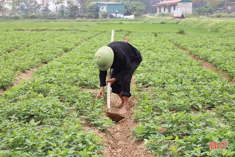 Nông dân chủ động phòng trừ sâu bệnh hại lạc xuân