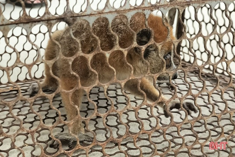 Bàn giao động vật hoang dã về Vườn quốc gia Vũ Quang