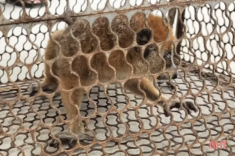 Bàn giao động vật hoang dã về Vườn quốc gia Vũ Quang