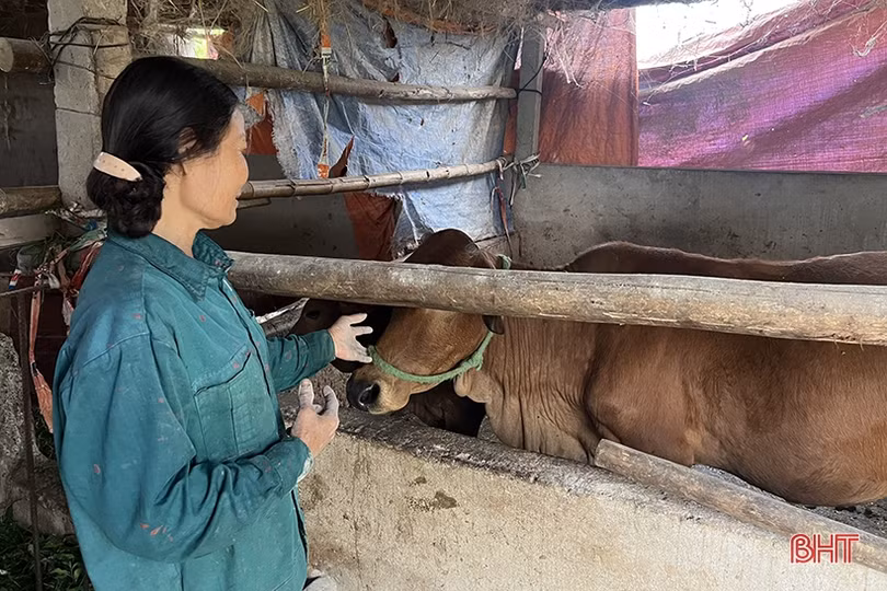 Rốt ráo phòng dịch viêm da nổi cục trên trâu, bò ở Hà Tĩnh