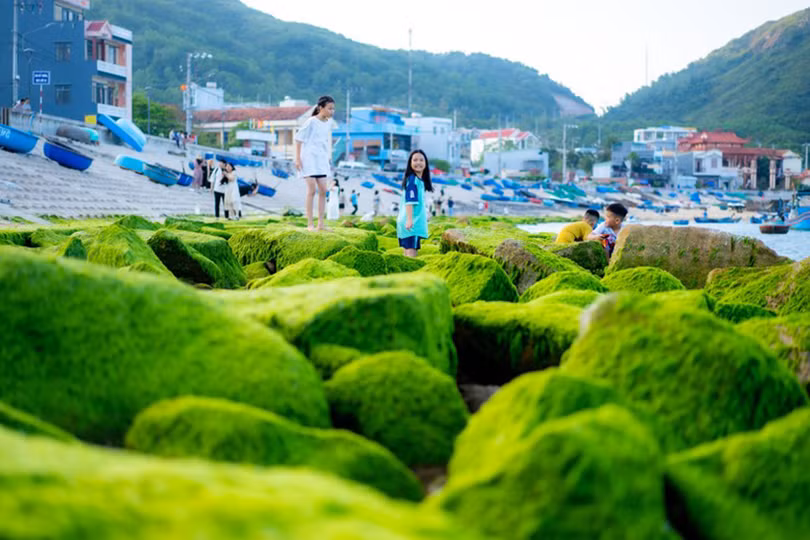 Ngỡ ngàng trước vẻ đẹp mùa rêu biển