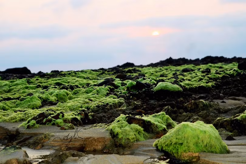 Ngỡ ngàng trước vẻ đẹp mùa rêu biển