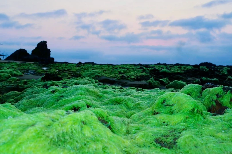 Ngỡ ngàng trước vẻ đẹp mùa rêu biển