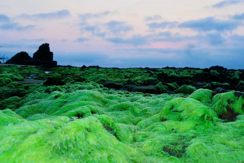 Ngỡ ngàng trước vẻ đẹp mùa rêu biển
