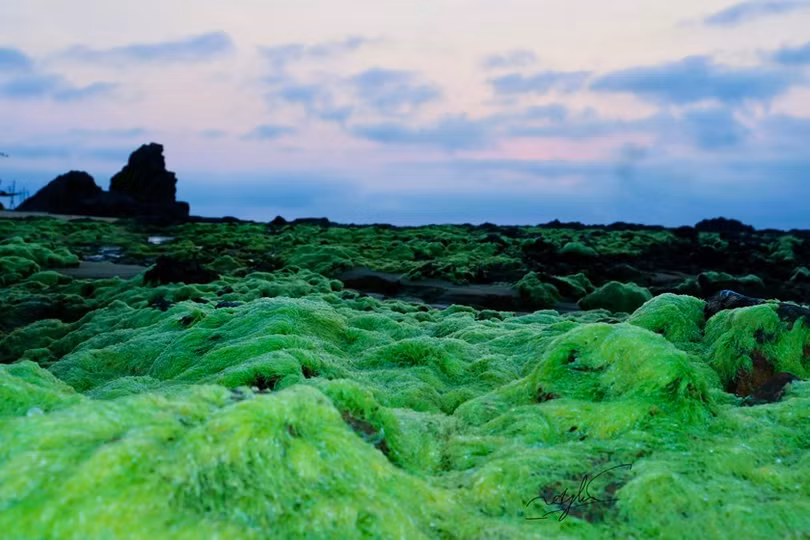 Ngỡ ngàng trước vẻ đẹp mùa rêu biển