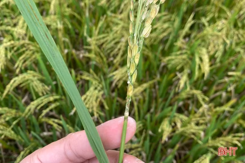 Theo sát đồng ruộng, kịp thời phòng trừ dịch bệnh trên lúa xuân