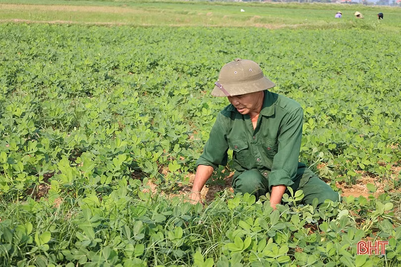 Nông dân chủ động phòng trừ sâu bệnh hại lạc xuân