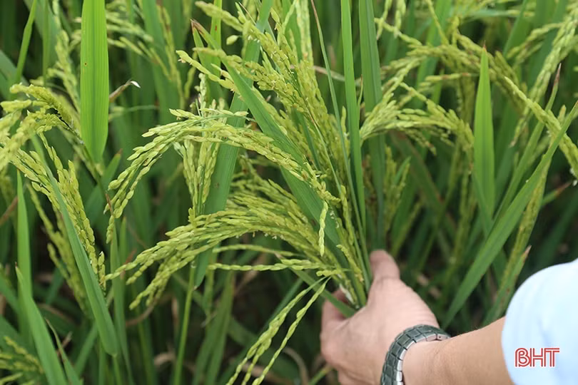 Theo sát đồng ruộng, kịp thời phòng trừ dịch bệnh trên lúa xuân