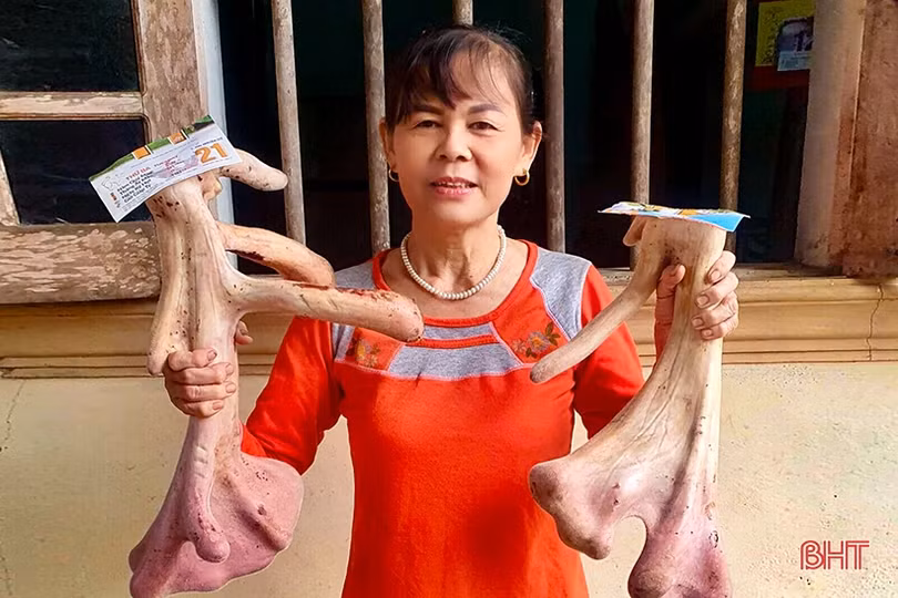 Cặp nhung hươu “xưa nay hiếm” ở Hà Tĩnh