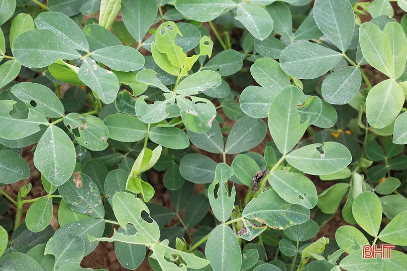 Nông dân chủ động phòng trừ sâu bệnh hại lạc xuân