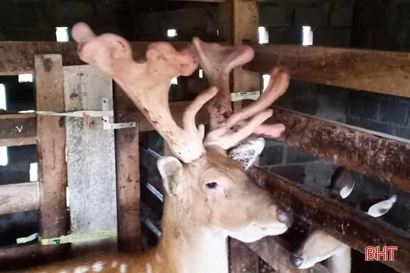 Cặp nhung hươu “xưa nay hiếm” ở Hà Tĩnh