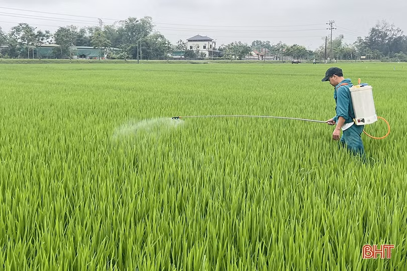 Mưa ẩm kéo dài, lo đạo ôn cổ bông bùng phát ở Hà Tĩnh