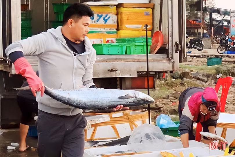 Hải sản đầu mùa du lịch tăng giá, ngư dân Hà Tĩnh phấn khởi vươn khơi