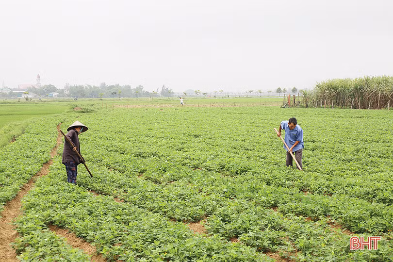 Nông dân chủ động phòng trừ sâu bệnh hại lạc xuân