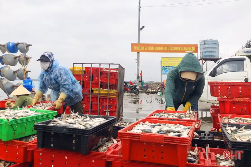 Hải sản đầu mùa du lịch tăng giá, ngư dân Hà Tĩnh phấn khởi vươn khơi