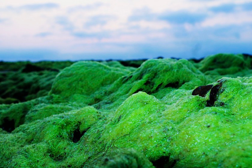 Ngỡ ngàng trước vẻ đẹp mùa rêu biển