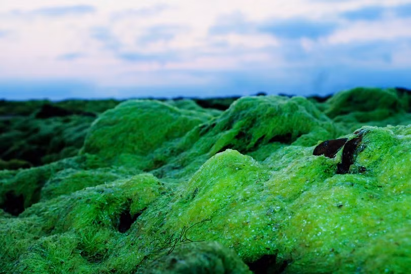 Ngỡ ngàng trước vẻ đẹp mùa rêu biển