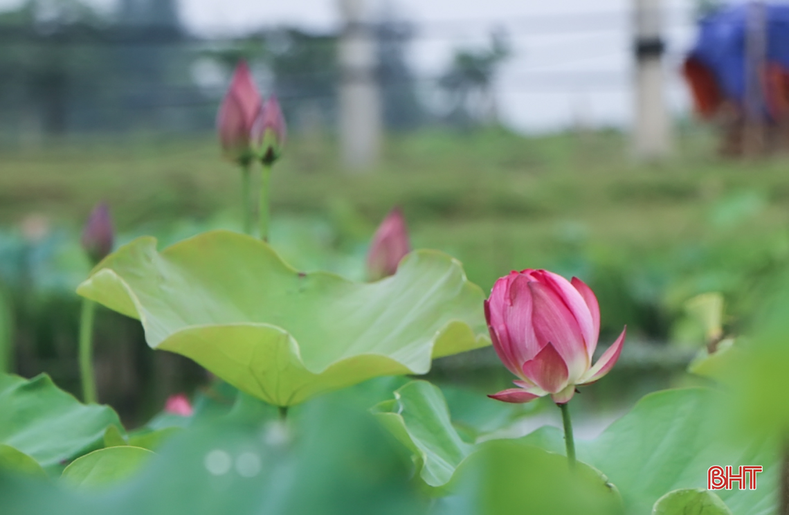 thom ngat huong sen dau mua giua long tp ha tinh