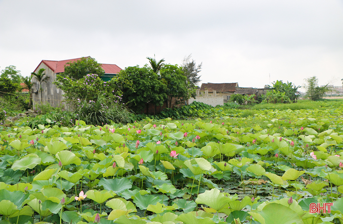 thom ngat huong sen dau mua giua long tp ha tinh