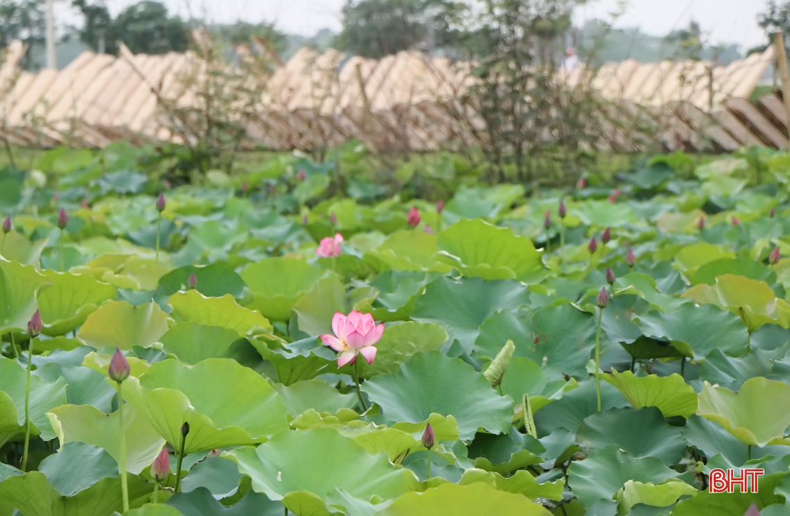 thom ngat huong sen dau mua giua long tp ha tinh