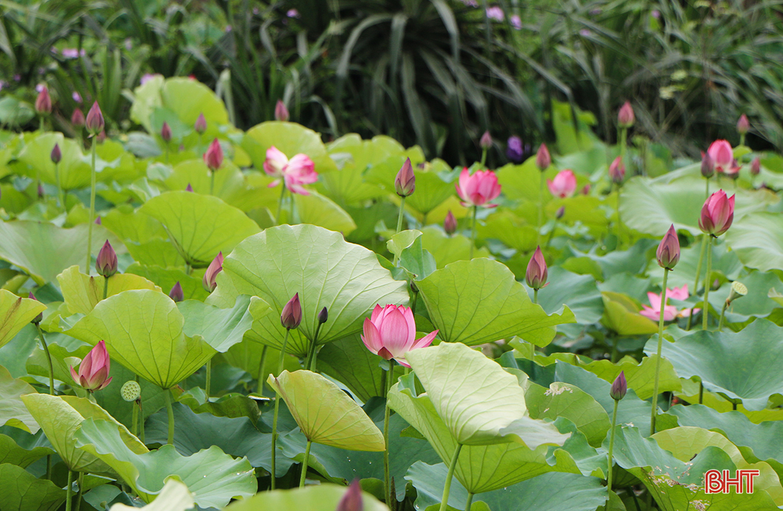 thom ngat huong sen dau mua giua long tp ha tinh