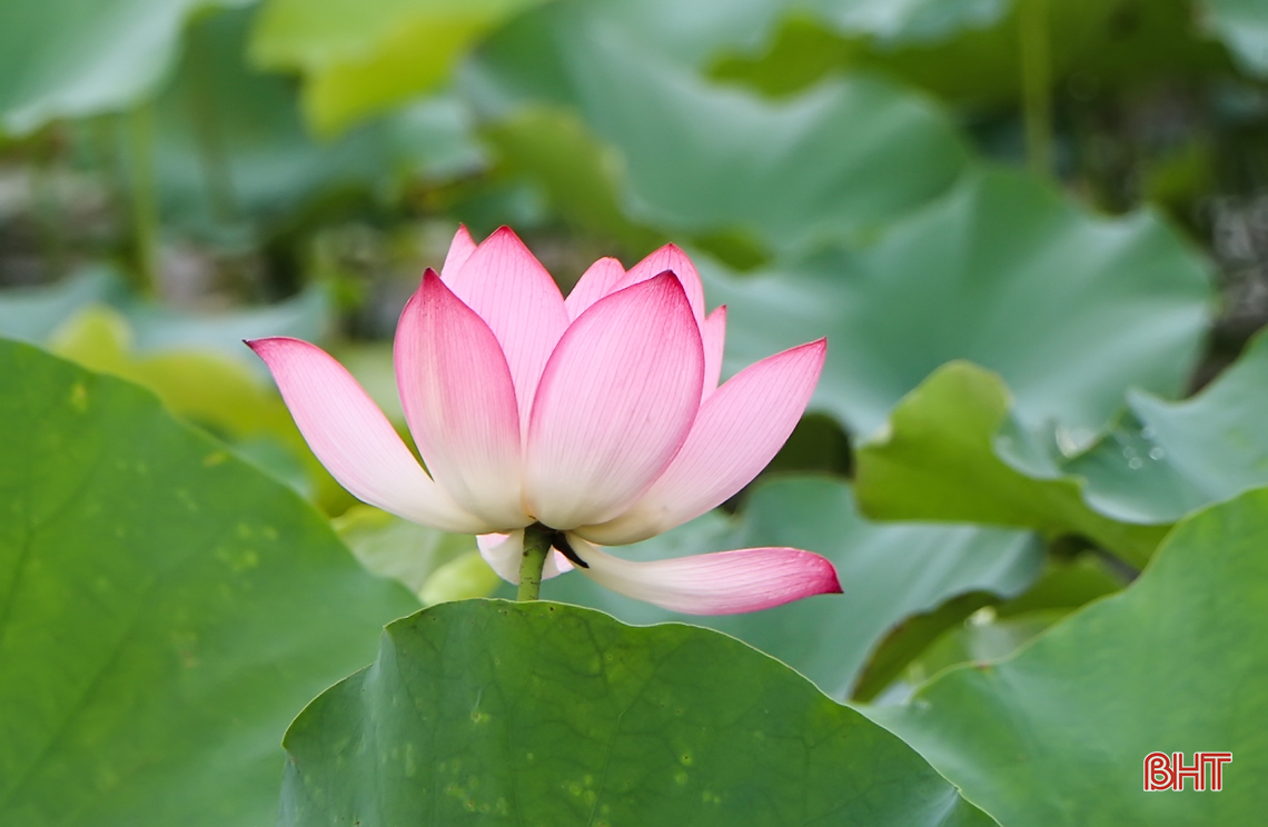 thom ngat huong sen dau mua giua long tp ha tinh