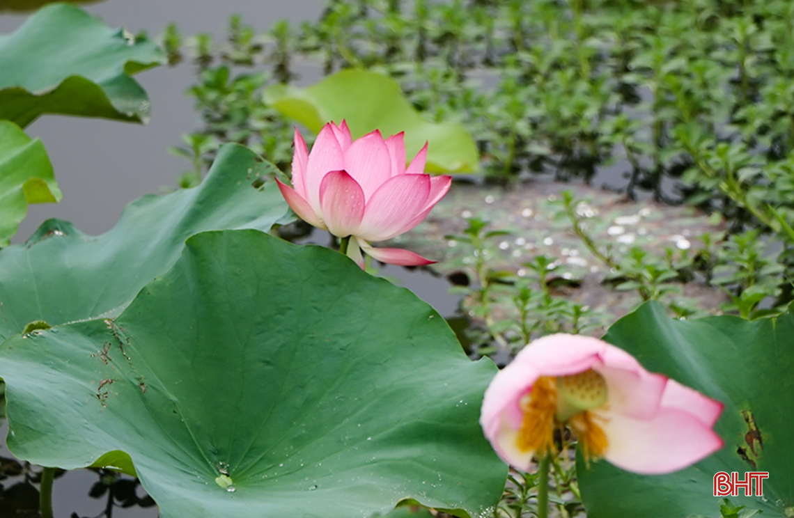 thom ngat huong sen dau mua giua long tp ha tinh