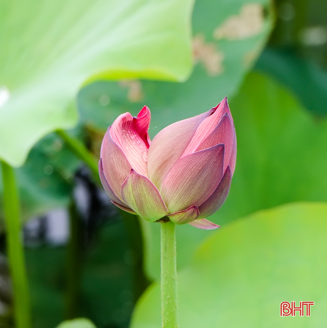 thom ngat huong sen dau mua giua long tp ha tinh