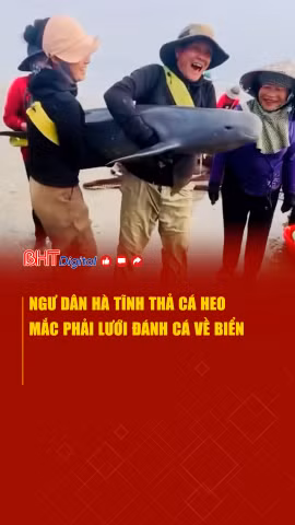 Ngư dân Hà Tĩnh thả cá heo mắc lưới đánh cá về biển