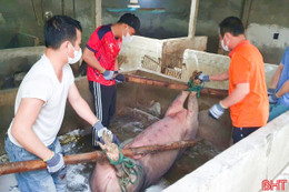 Hà Tĩnh còn xã, phường nào có dịch tả lợn Châu Phi?