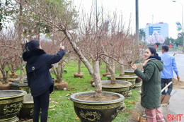 Những khu vực nào được trưng bày hoa, cây cảnh phục vụ thị trường Tết ở Thành Sen?