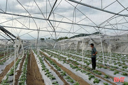 Khắc phục hậu quả giông lốc, dọn dẹp cây xanh ngã đổ
