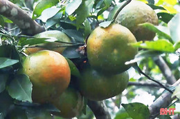 Thăm thủ phủ cam bù lớn nhất Hà Tĩnh