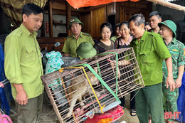 Thả cá thể khỉ quý hiếm về môi trường tự nhiên
