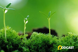 Podcast truyện ngắn: Sự sống diệu kỳ