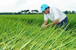 Lí do ST25 lần thứ 3 thắng giải gạo ngon nhất thế giới