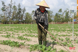 Tập trung xuống giống sản xuất vụ đông