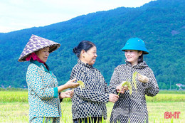 Chất lượng giống lúa quyết định thắng lợi vụ sản xuất hè thu