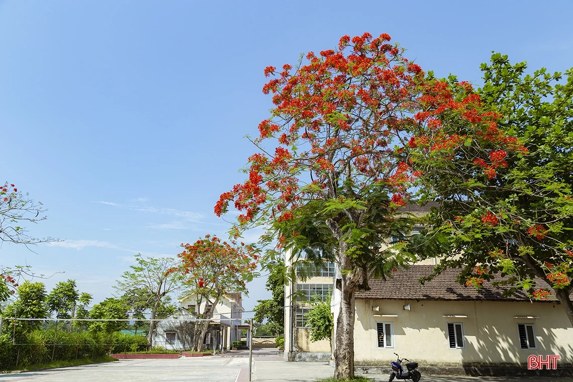 Tháng 5 ngời sắc hoa học trò ở Hà Tĩnh