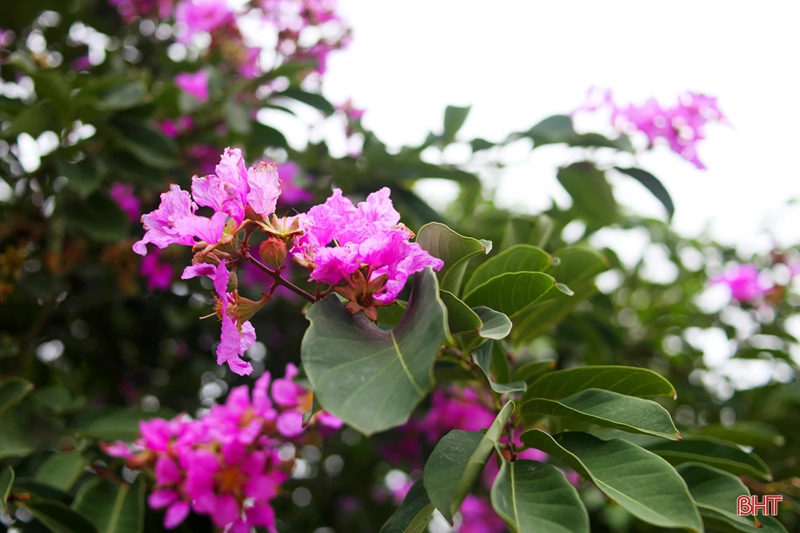 Tháng 5 ngời sắc hoa học trò ở Hà Tĩnh